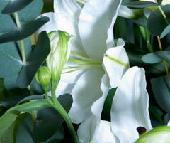 White Simplicity