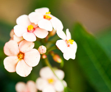 Eden Flower Club